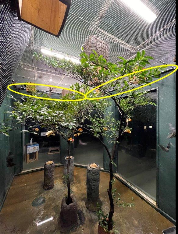 コウモリの展示室にミストを設置 コウモリのミスト