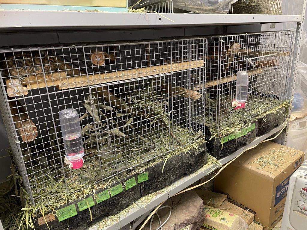 デグーの飼育ケージを新調 デグーの飼育ケージ