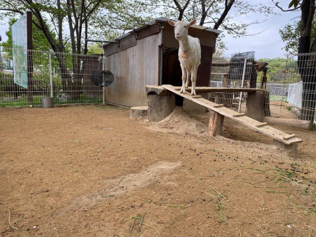 ヤギのエサやりコーナー 山砂が追加されたヤギのエサやりコーナー