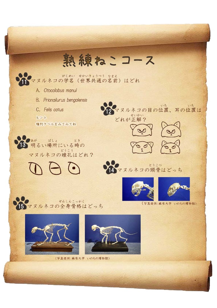 キャプション(編集は画像ボタンから) 熟練ねこコース問題1