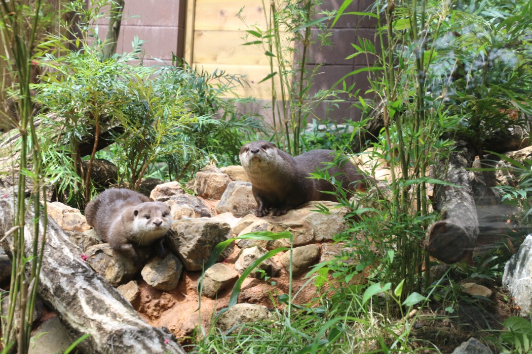 コツメカワウソ 埼玉県こども動物自然公園 公益財団法人埼玉県公園緑地協会