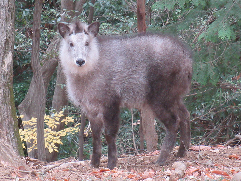 ニホンカモシカ 埼玉県こども動物自然公園 公益財団法人埼玉県公園緑地協会