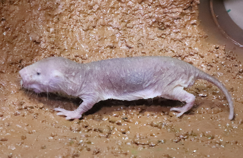 ハダカデバネズミ 埼玉県こども動物自然公園 公益財団法人埼玉県公園緑地協会