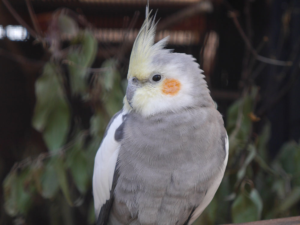 オカメインコ