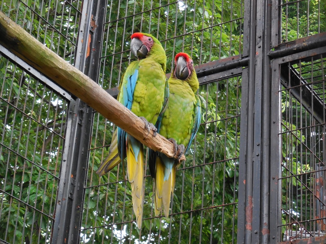 キャプション(編集は画像ボタンから) ヒワコンゴウインコ