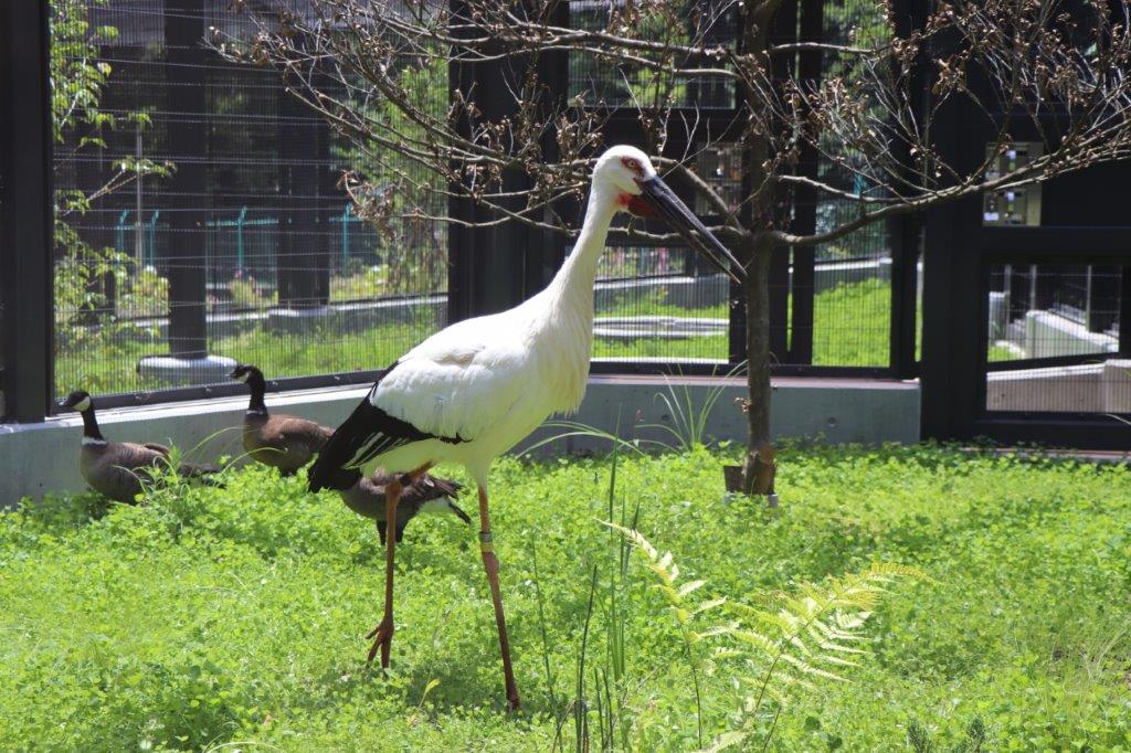 ニホンコウノトリ