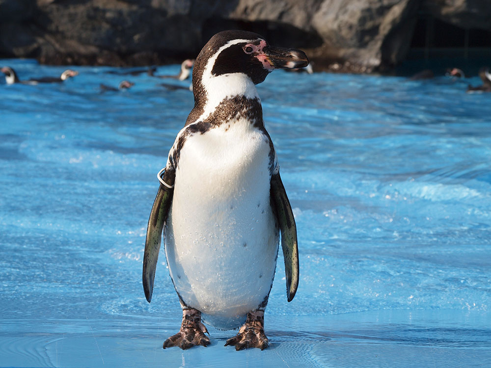 キャプション(編集は画像ボタンから) フンボルトペンギン