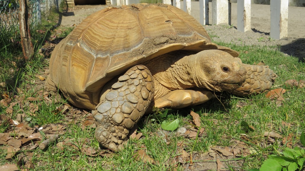 キャプション(編集は画像ボタンから) ケヅメリクガメ