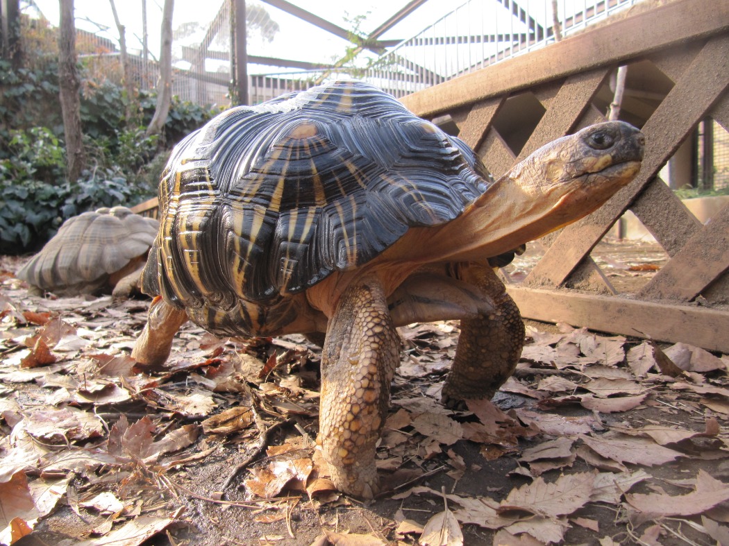 キャプション(編集は画像ボタンから) ホウシャガメ
