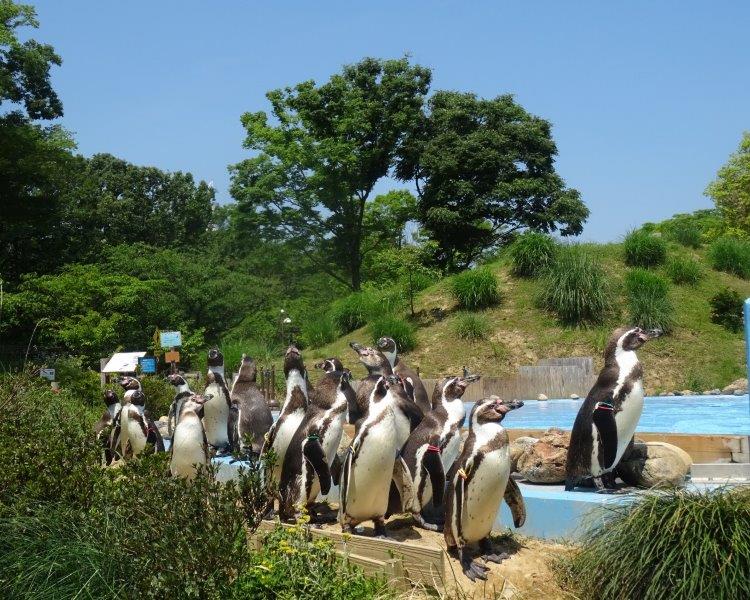キャプション(編集は画像ボタンから) ペンギンヒルズ