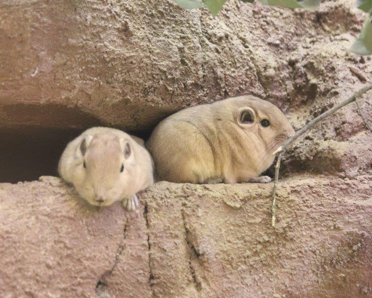 キャプション(編集は画像ボタンから) グンディ