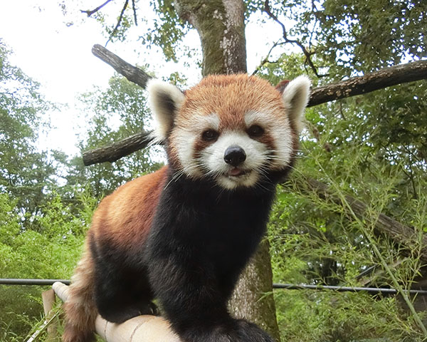 キャプション(編集は画像ボタンから) レッサーパンダ
