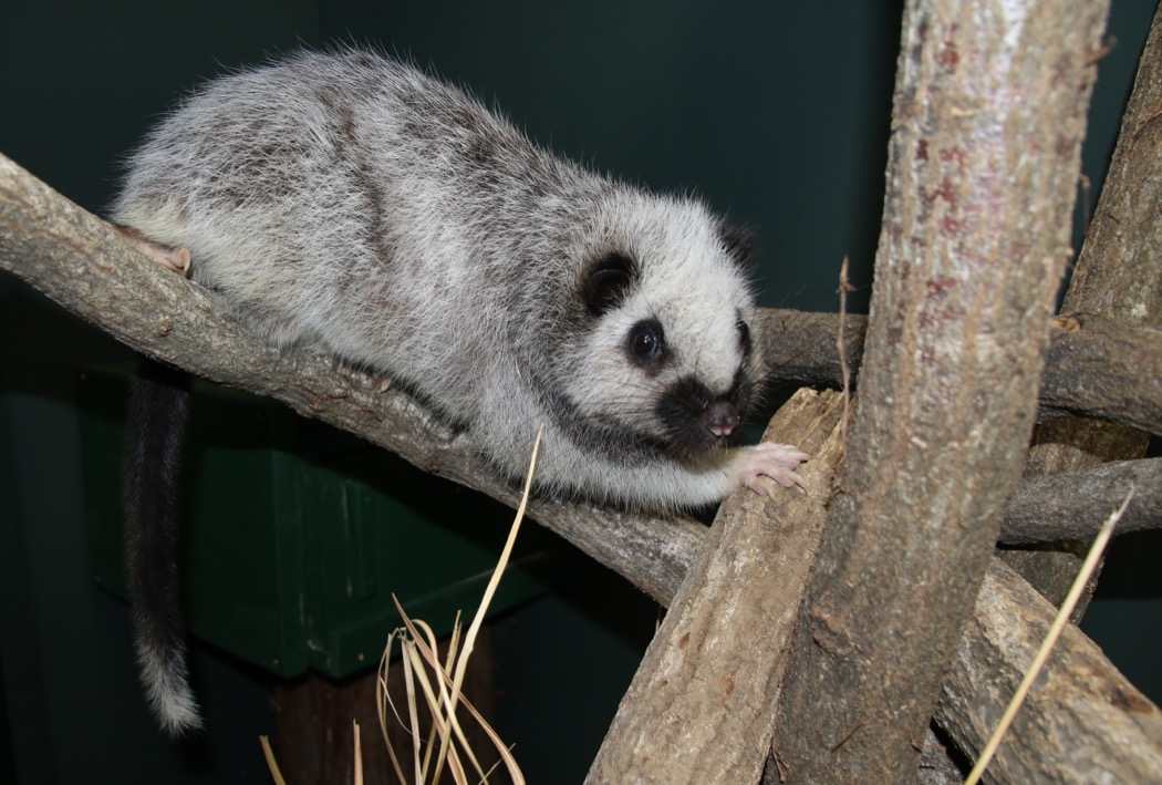 2019年に日本初公開したウスイロホソオクモネズミ ウスイロホソオクモネズミ