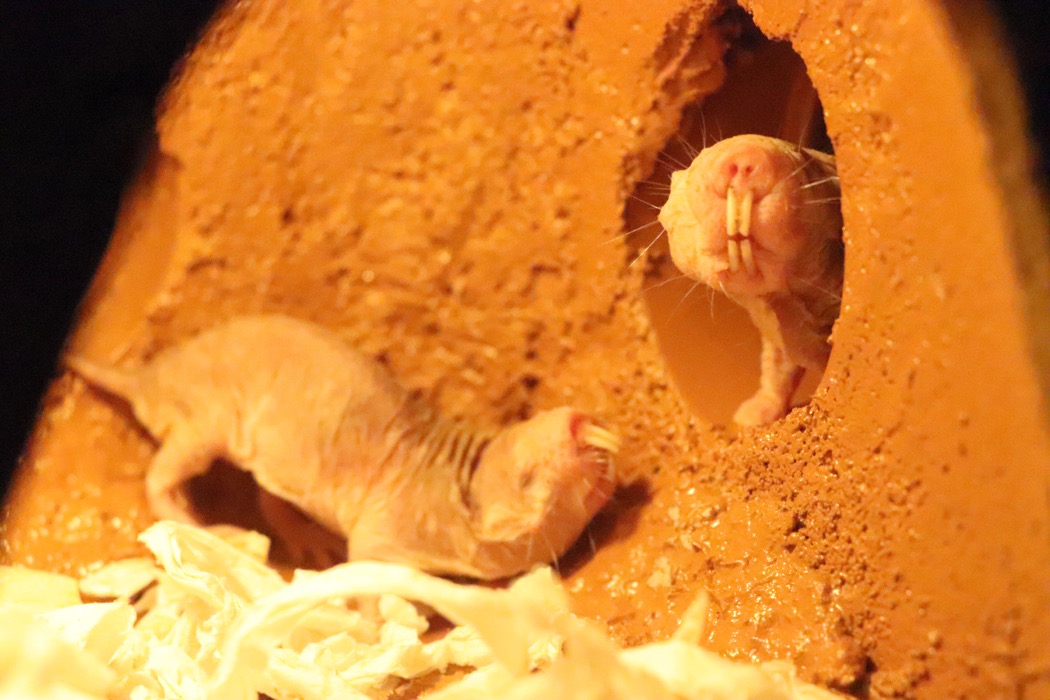 夜ゾーンで暮らすハダカデバネズミ ハダカデバネズミ