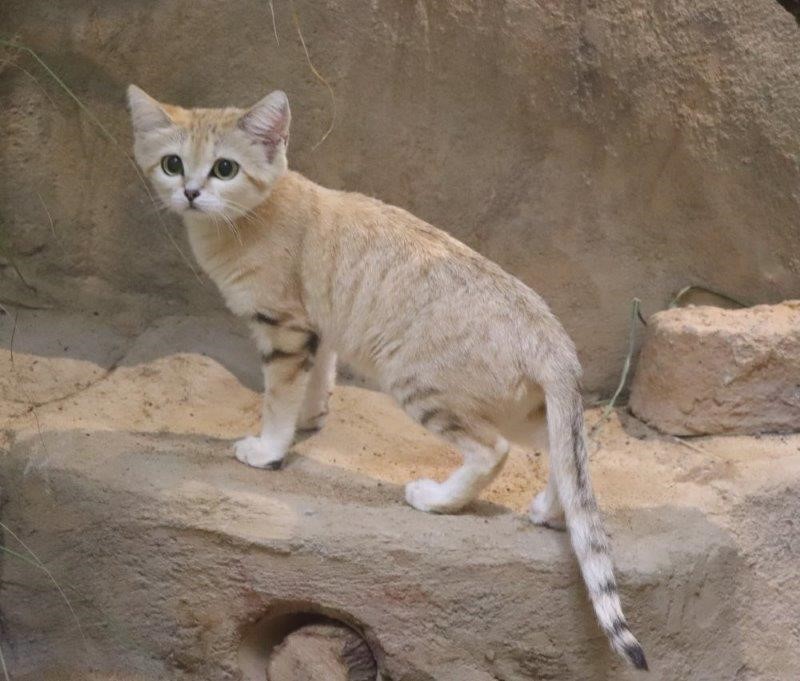 2022年に来園したスナネコ スナネコ
