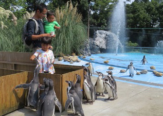 ペンギンのエサやり体験の様子