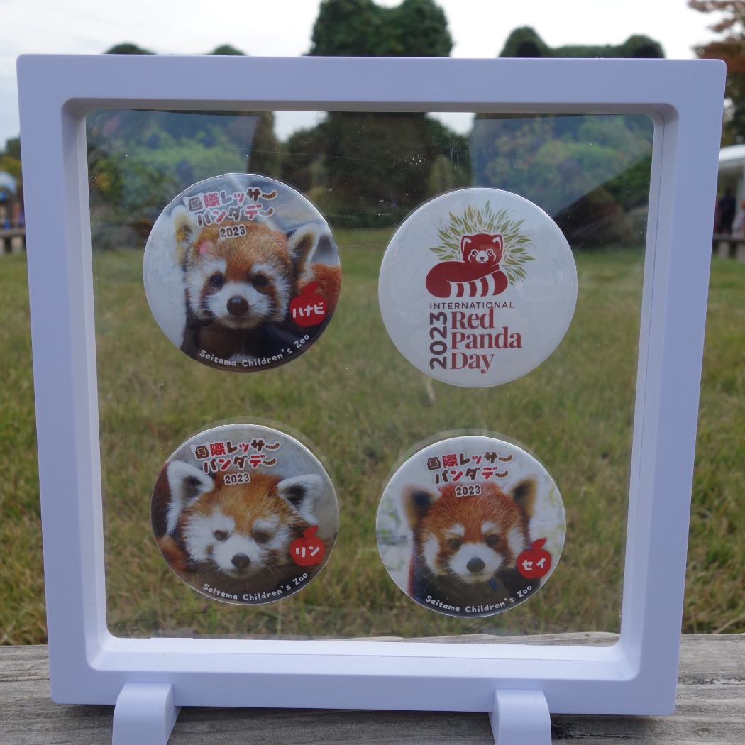 国際レッサーパンダデー2023 缶バッジ
