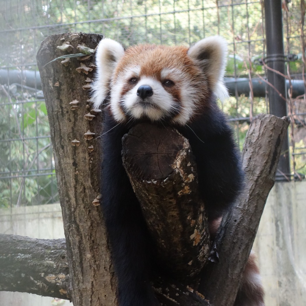 レッサーパンダ「ハナビ」