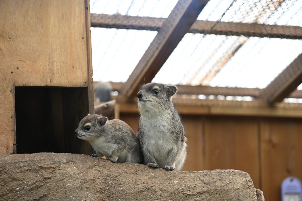 キボシイワハイラックス