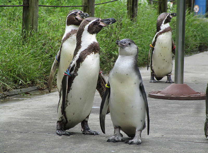 フンボルトペンギンの親子