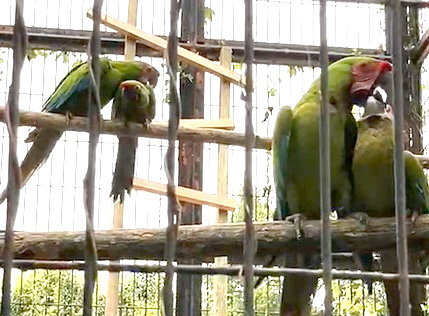 ヒワコンゴウインコの親鳥