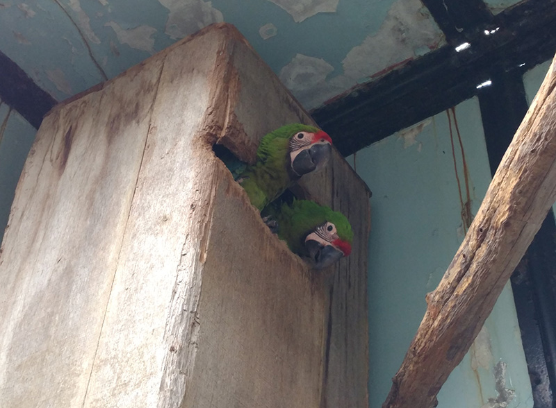 ヒワコンゴウインコのヒナ