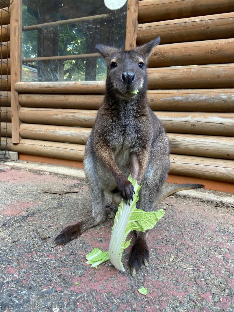 ベネットアカクビワラビー