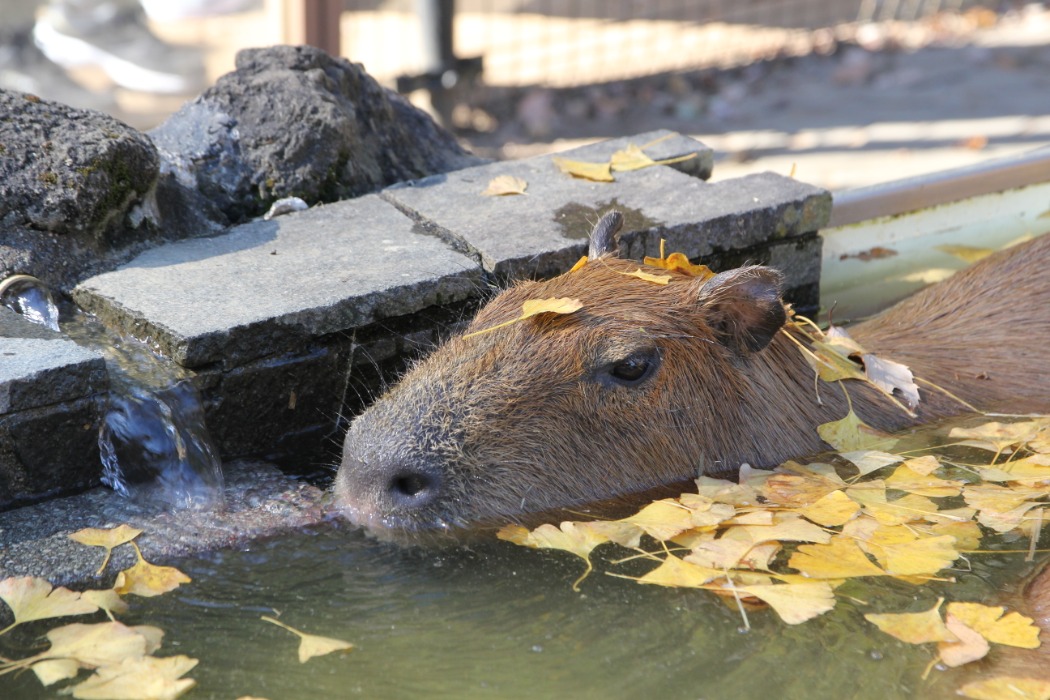 お湯につかるカピバラ