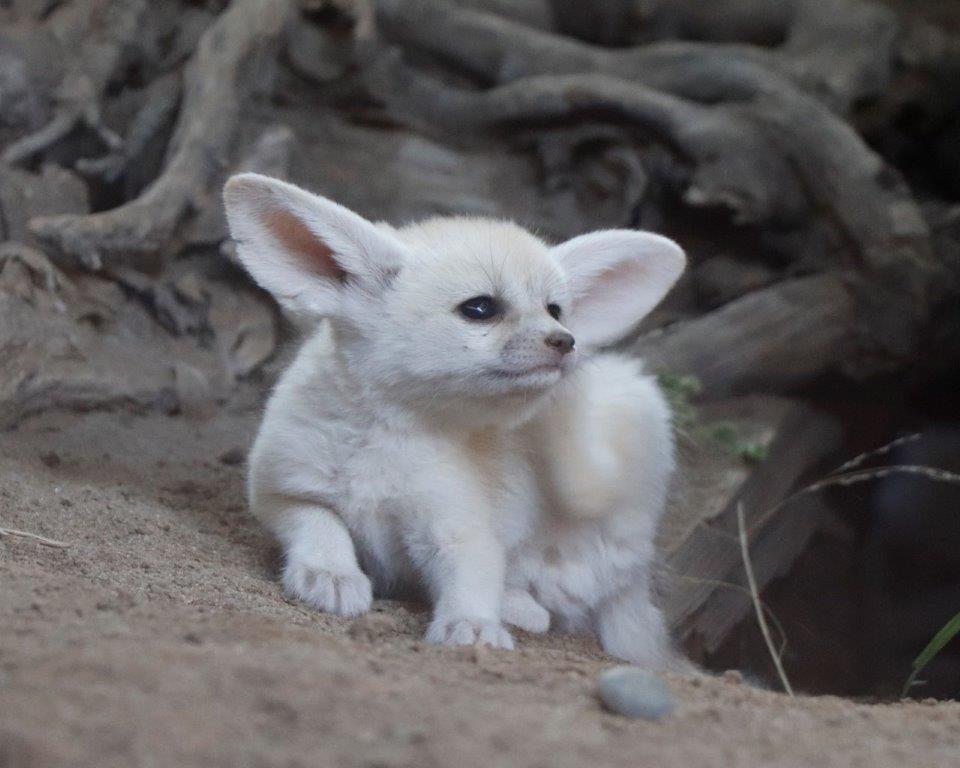 フェネック♀