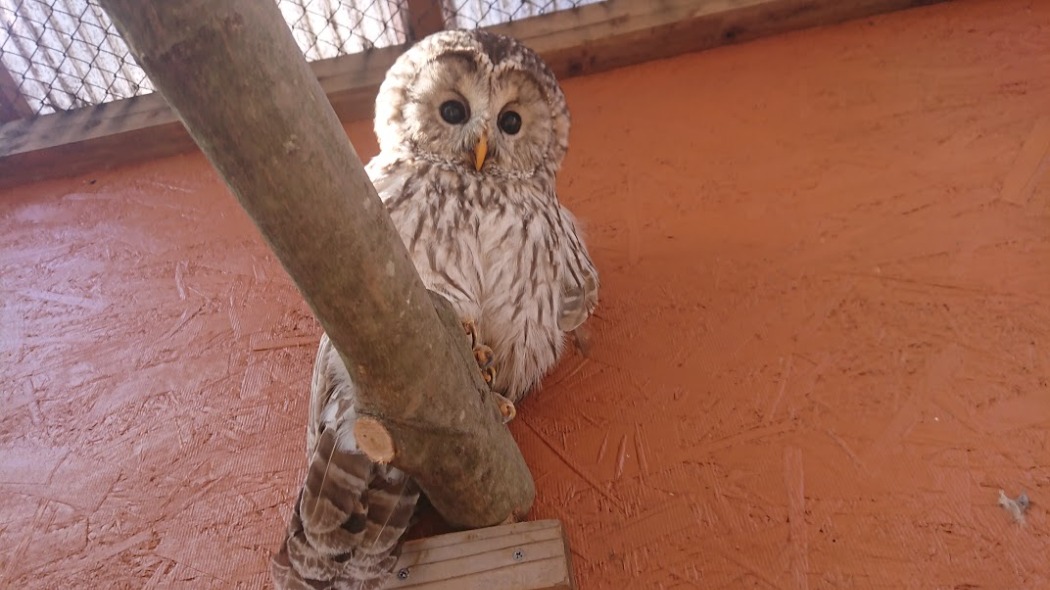 オスのフクロウ