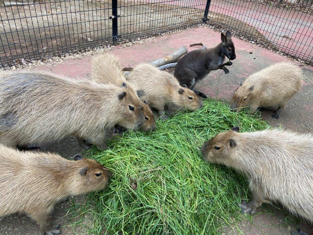 カピバラと一緒にエサを食べえるグミ