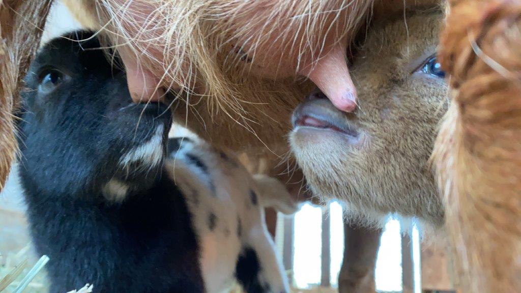 ミルクを飲んでいる様子 授乳中のヤギの赤ちゃん