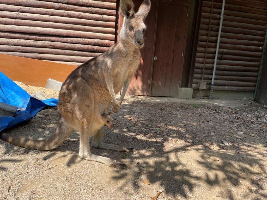 オオカンガルーと赤ちゃん