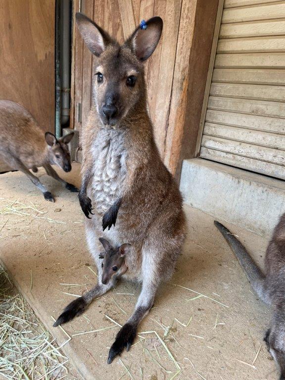 ネムと赤ちゃんの写真