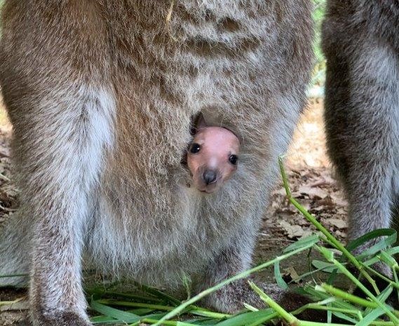 顔を出したばかりの赤ちゃん