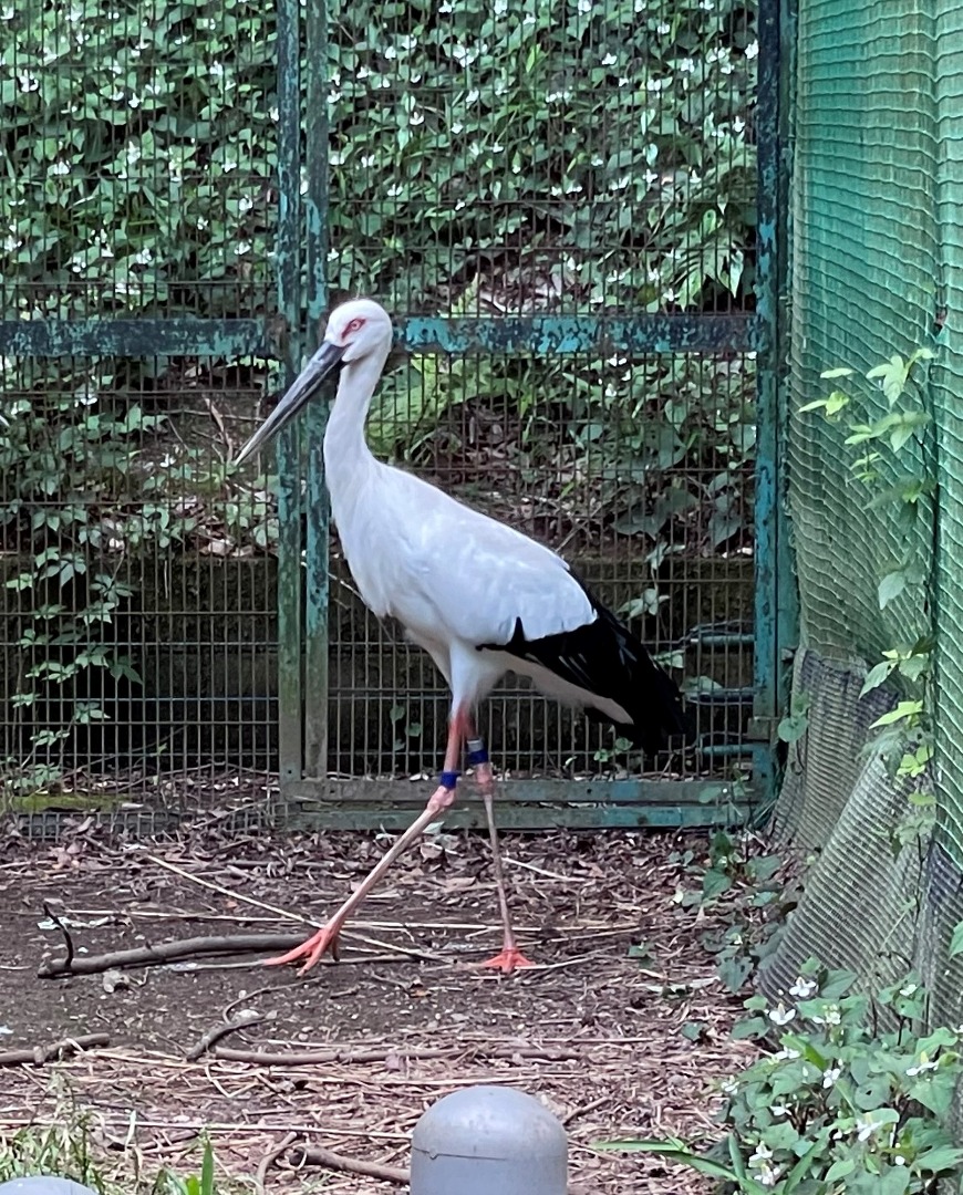 コウノトリのオス　全身