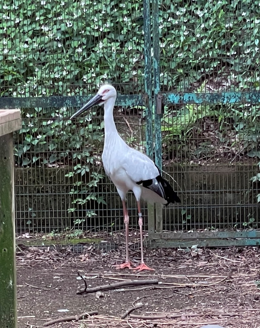 コウノトリのメス　全身