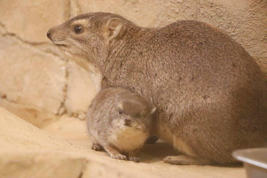 キボシイワハイラックスのこども