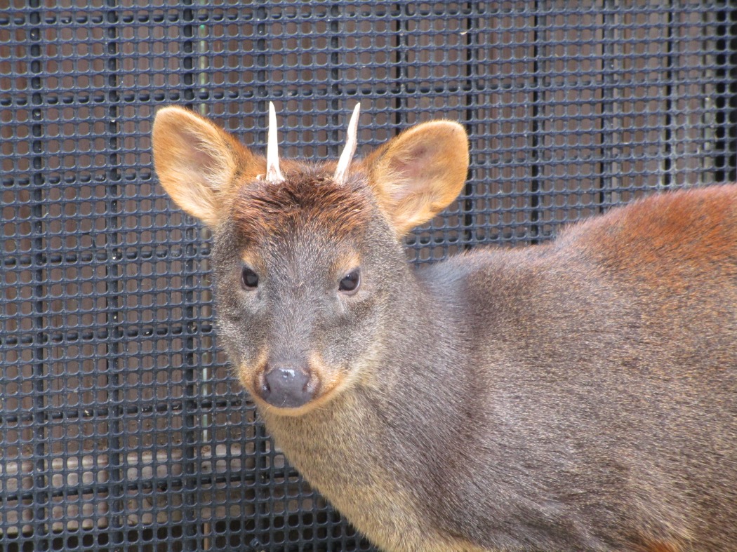 キャプション(編集は画像ボタンから) リオのアップ
