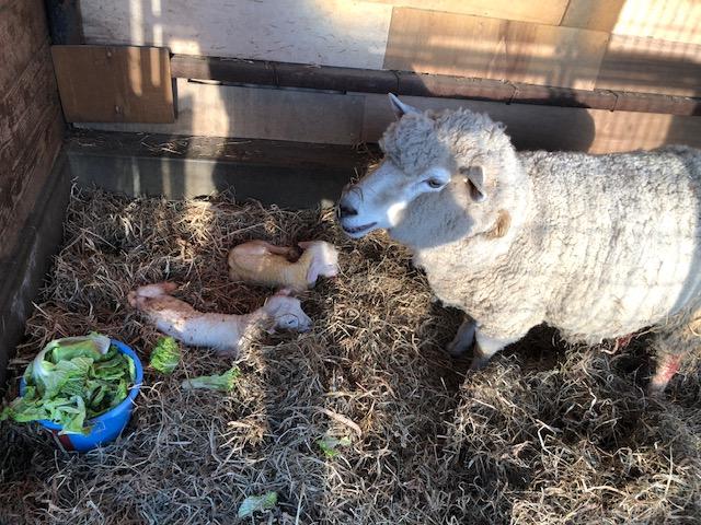 スズと２頭のあかちゃん