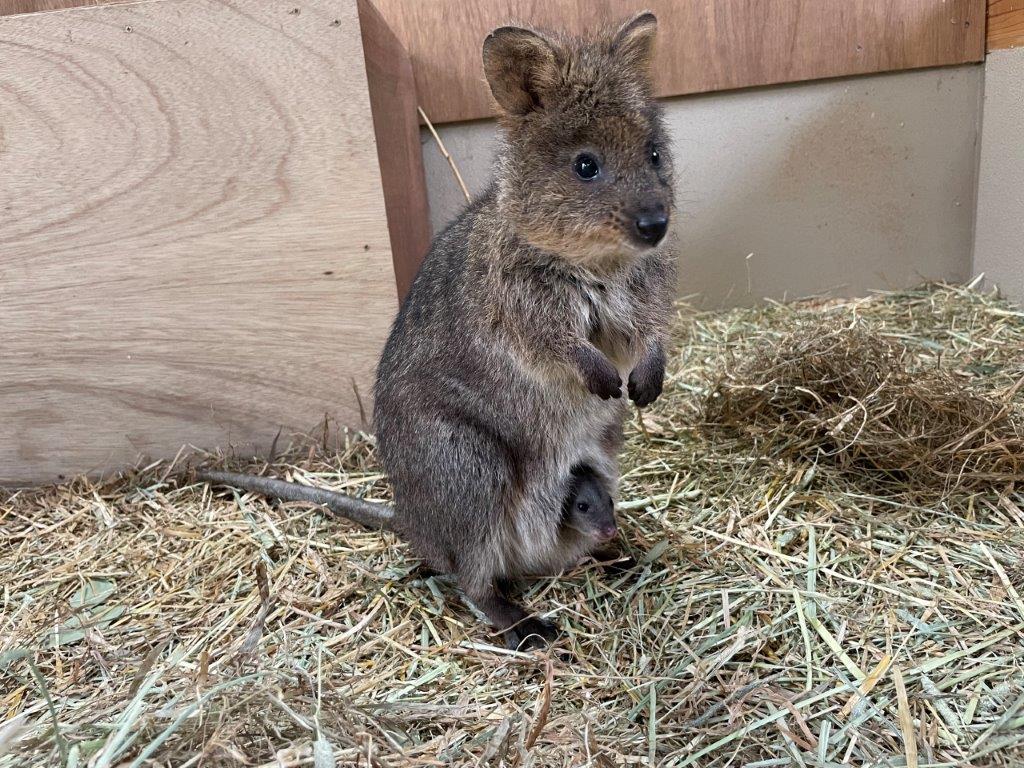 ビビと赤ちゃん クオッカの赤ちゃん