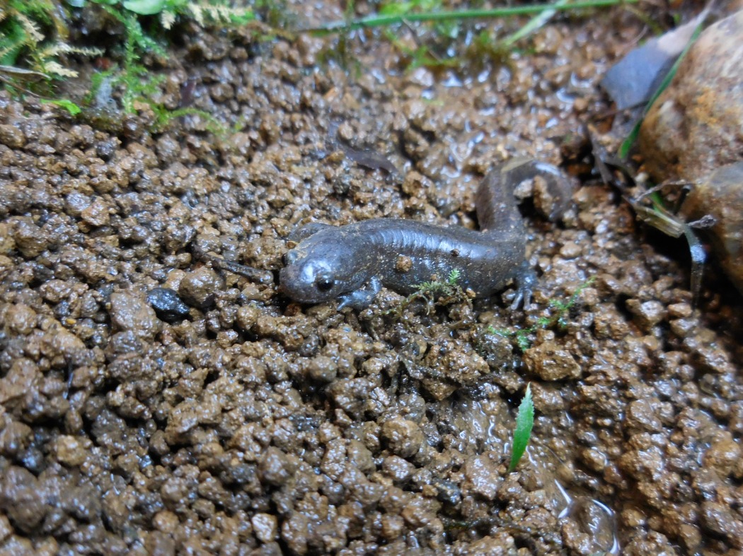 トウキョウサンショウウオ