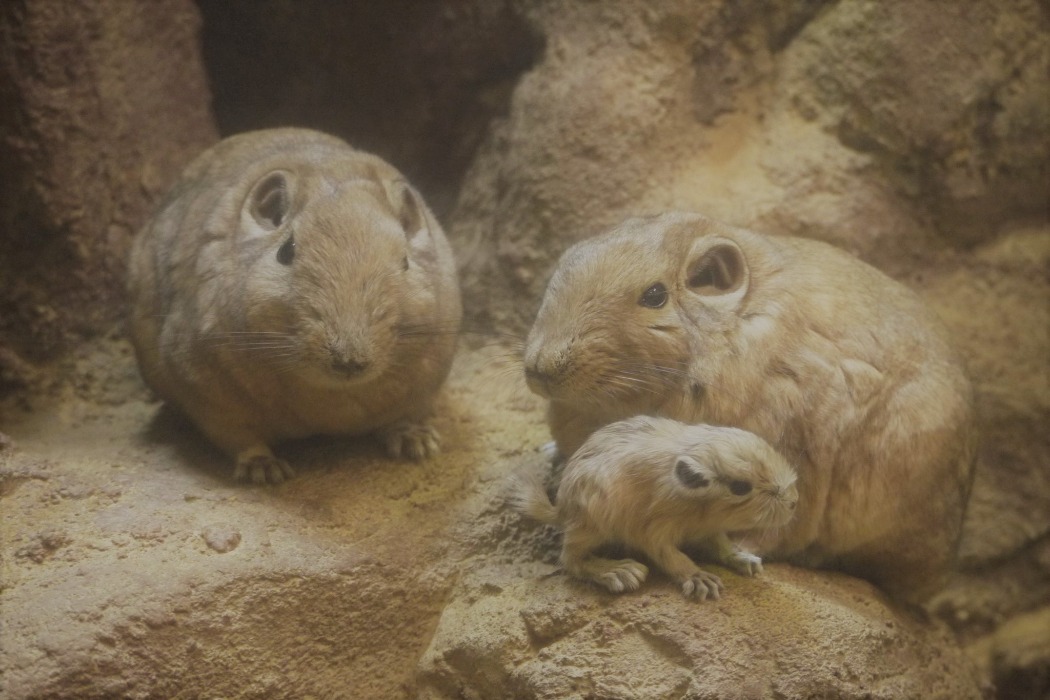 グンディの赤ちゃんの写真