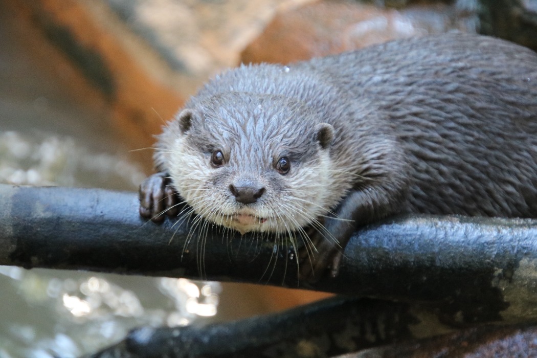 コツメカワウソ