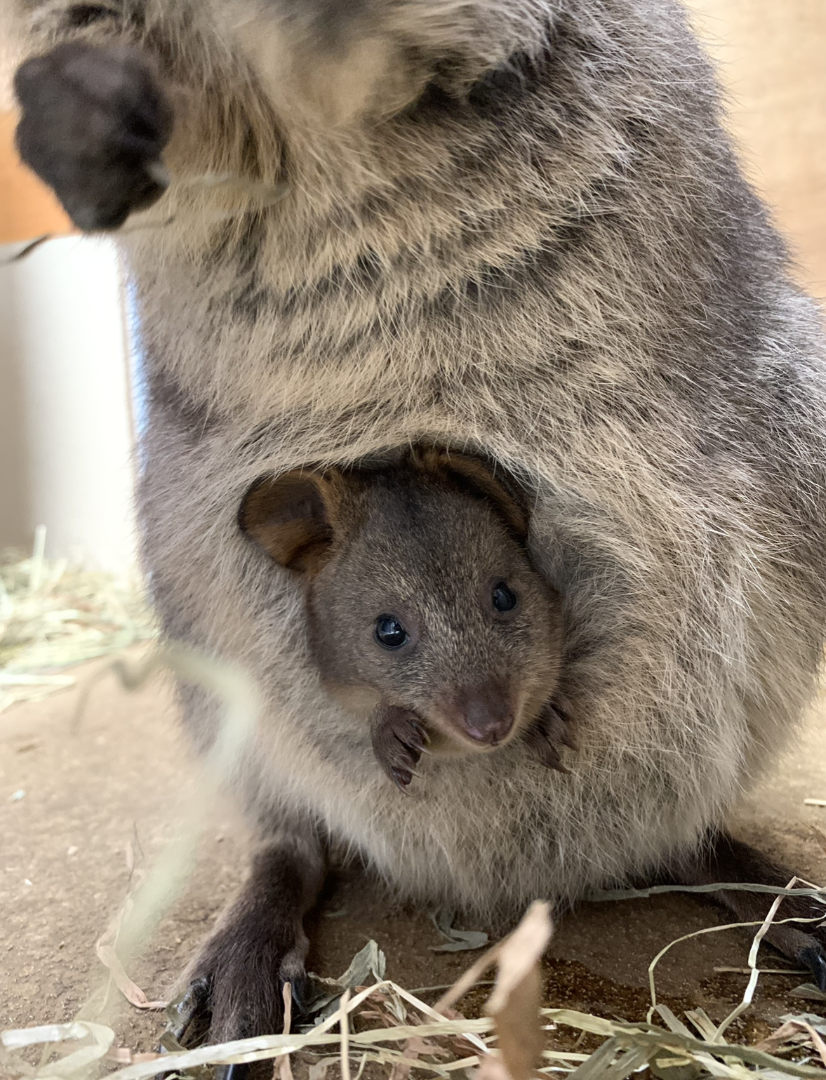 クオッカの赤ちゃん