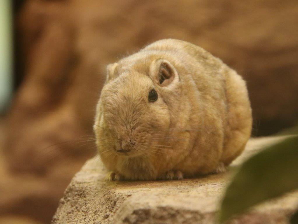 グンディ