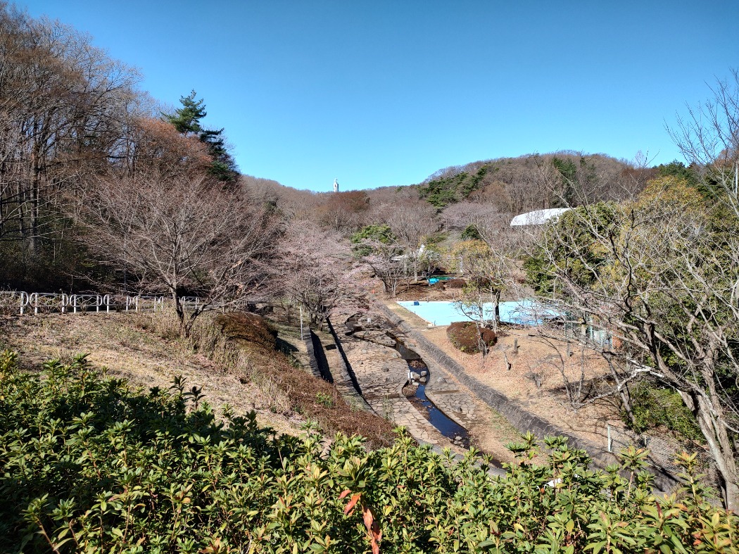 じゃぶじゃぶ池近くの桜の木