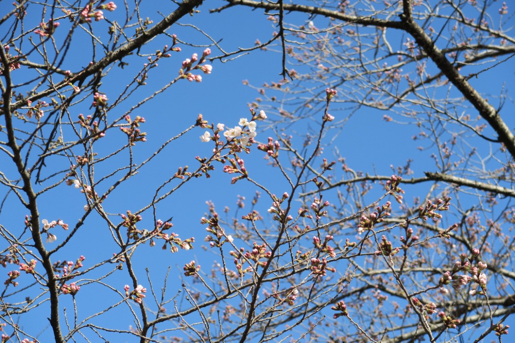 桜