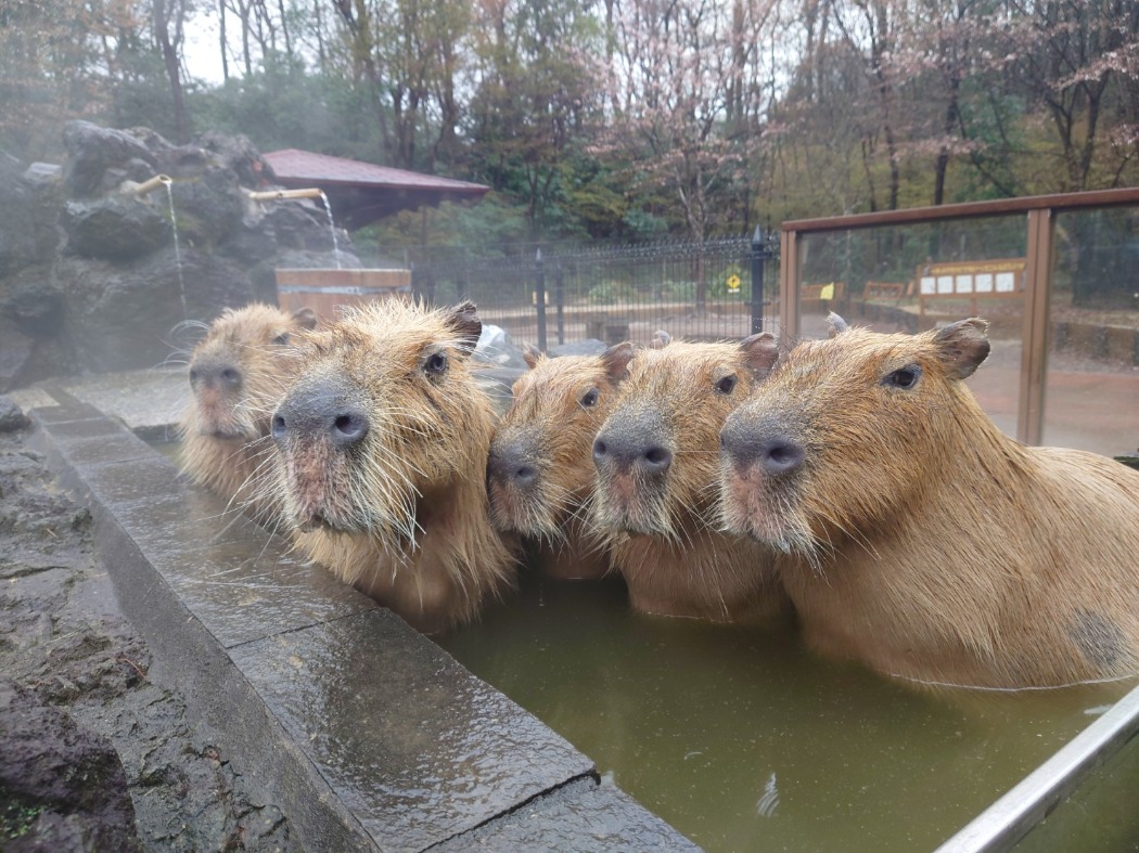 5頭で入浴するカピバラ