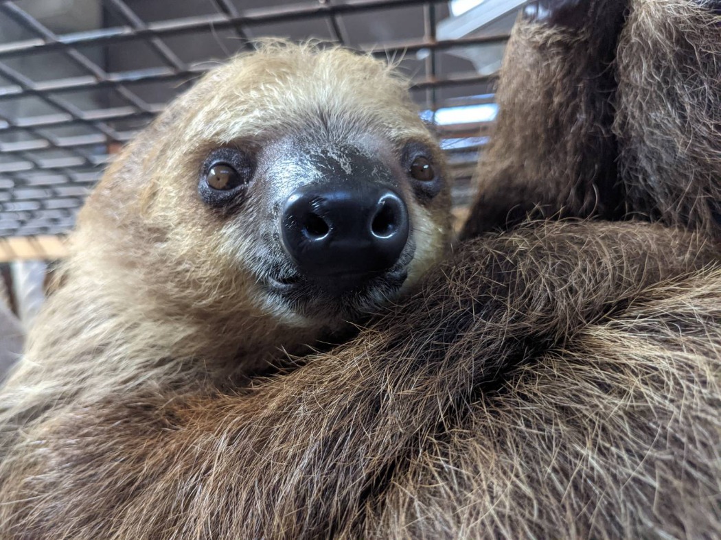 フタユビナマケモノのトロロ